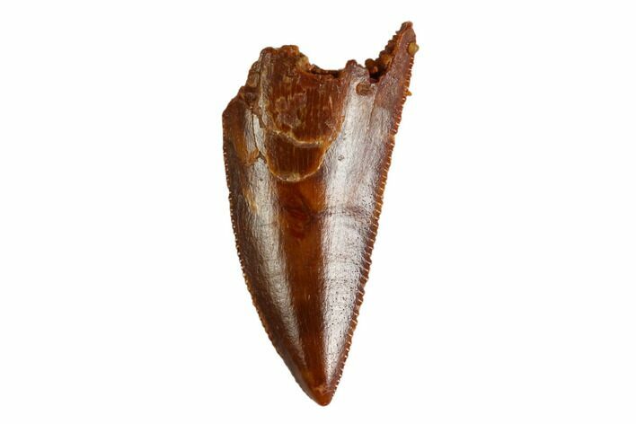 Serrated, Raptor Tooth - Real Dinosaur Tooth #144645